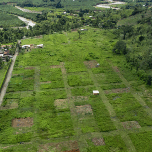 𝗣𝗿𝗼𝘆𝗲𝗰𝘁𝗼 𝗖𝘂𝗿𝗿𝘂𝗹𝗮𝗼 𝗠𝗲𝗹𝗶𝗻𝗮𝘀🌳